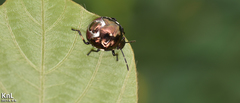 Menida