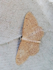 Idaea obsoletaria