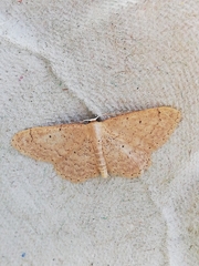 Idaea obsoletaria