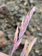 Festuca richardsonii