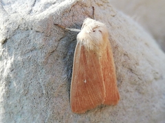 Mythimna sicula