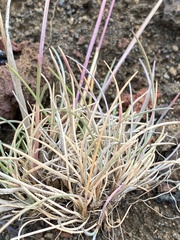 Festuca richardsonii