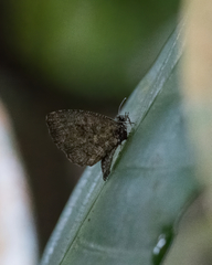 Logania marmorata damis