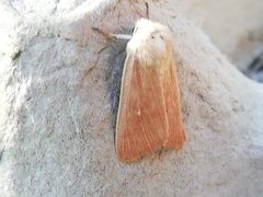 Mythimna sicula