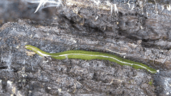 Othelosoma joburgi