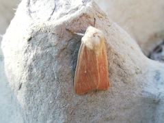 Mythimna sicula