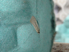 Tingena chloradelpha