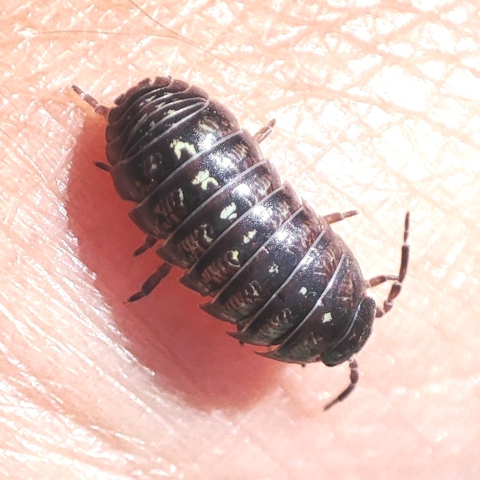 Traian's Pill Woodlouse