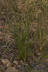 Chorizandra cymbaria