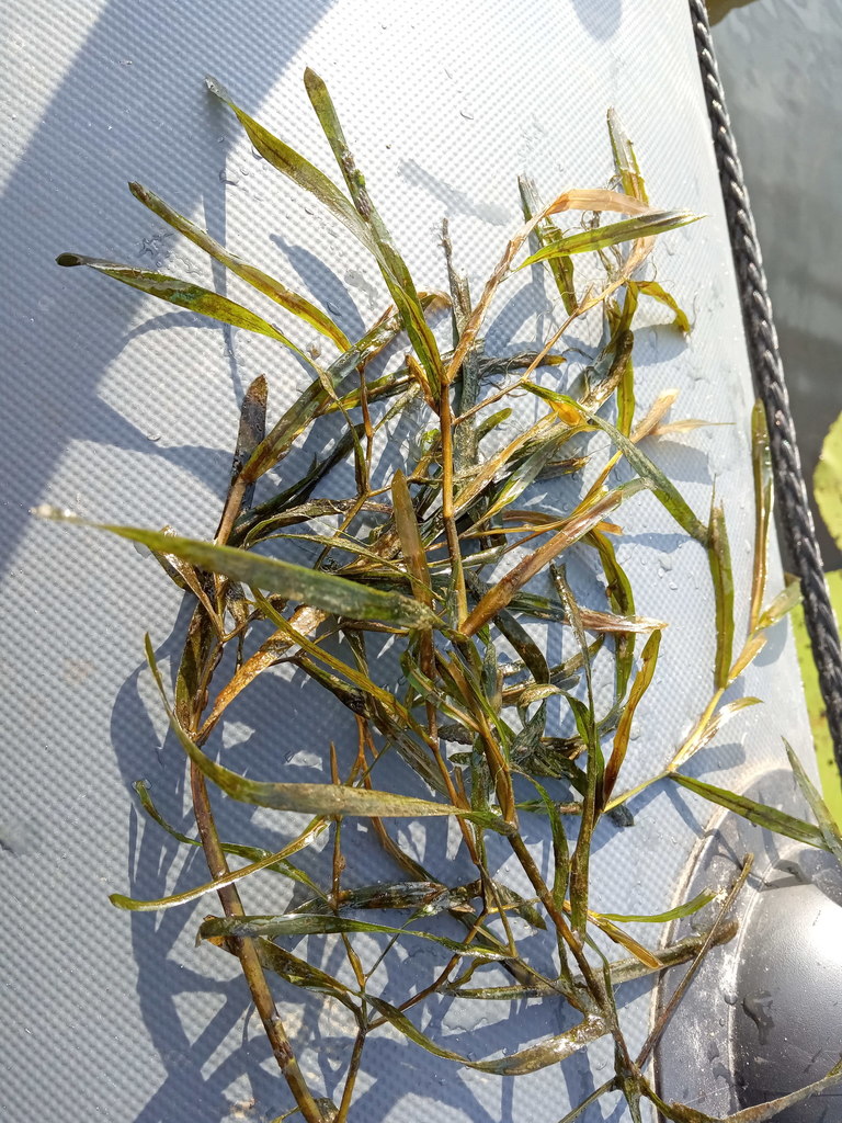 grasswrack pondweed (ADIRONDACK RESEARCH GUIDEBOOK) · iNaturalist