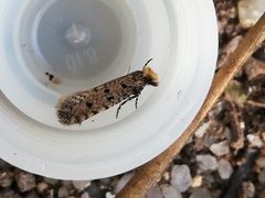Ateliotum petrinella