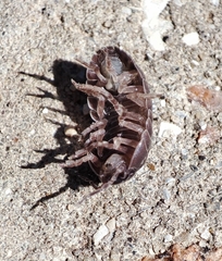 Armadillidium traiani