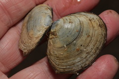 Macoma balthica