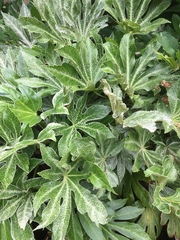 Fatsia japonica