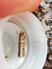Ateliotum petrinella