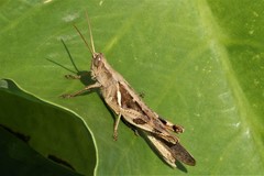 Stenocatantops cornelii