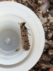 Ateliotum petrinella