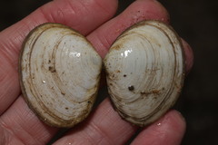Macoma balthica