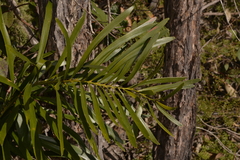 Macrozamia fawcettii