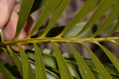 Macrozamia fawcettii