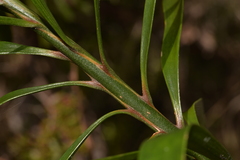 Macrozamia fawcettii