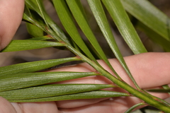 Macrozamia fawcettii