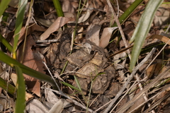 Macrozamia fawcettii