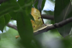 Actias sinensis