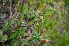 Petasites frigidus