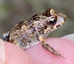 Crinia pseudinsignifera