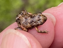 Crinia pseudinsignifera