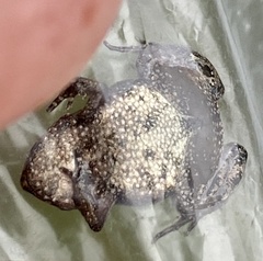 Crinia pseudinsignifera