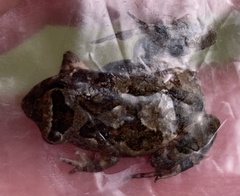 Crinia pseudinsignifera