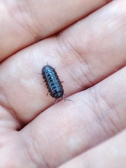 Armadillidium traiani