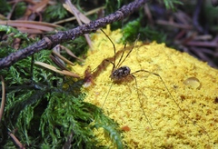 Leptobunus parvulus