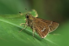 Pelopidas conjuncta