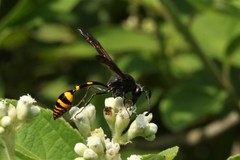 Phimenes flavopictus blanchardi