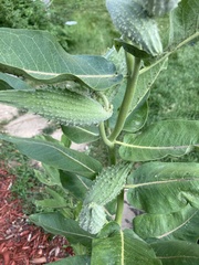 Asclepias speciosa
