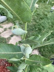 Asclepias speciosa