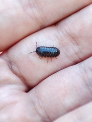 Armadillidium traiani