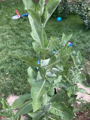 Asclepias speciosa