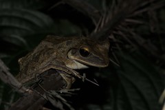 Polypedates leucomystax