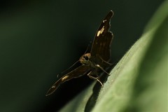 Pseudocoladenia