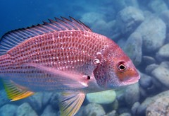 Australian Sea Bream photo 3