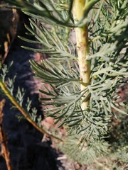Athanasiinae
