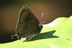 Rapala varuna orseis