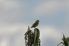 Anomalospiza imberbis