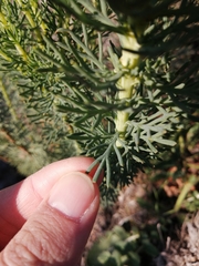 Athanasiinae