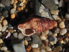 Turrilatirus turritus