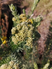Athanasiinae